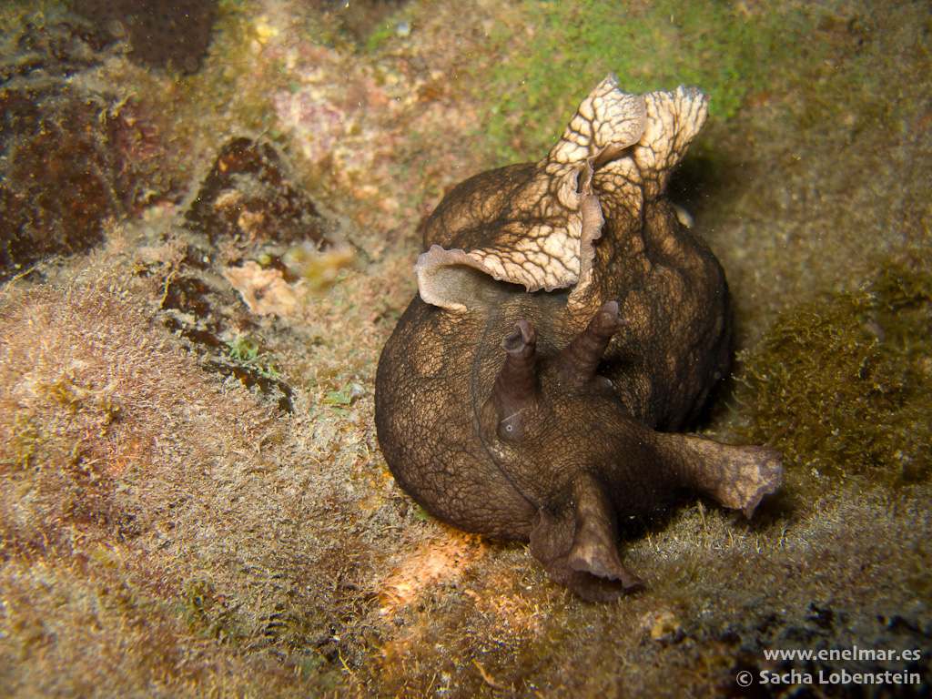 Conejo de mar (Aplysia dactylomela)