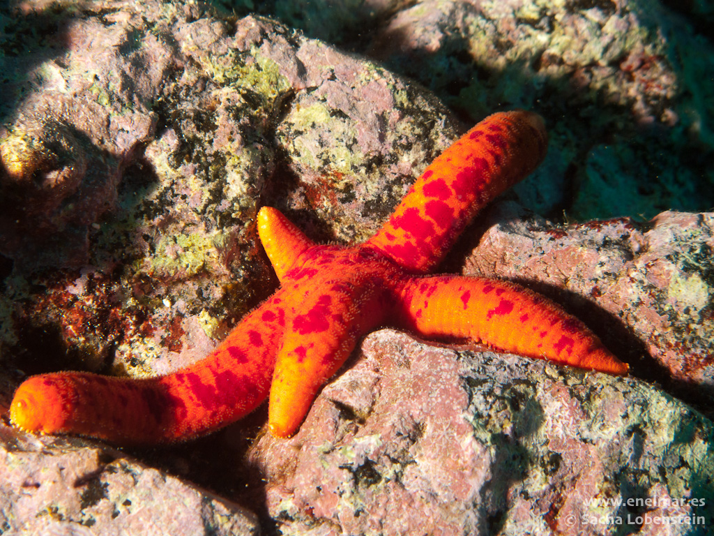 Estrella de mar serpiente (Ophidaster ophidianus)