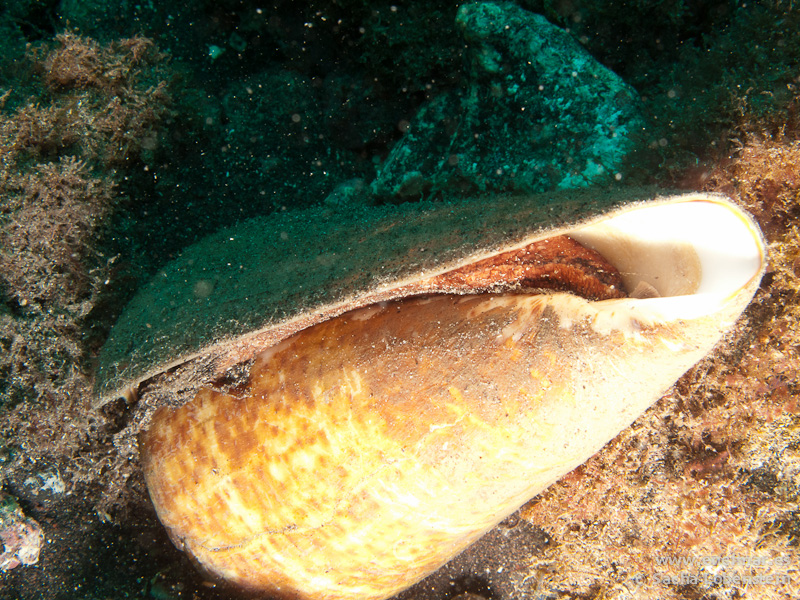 Cono (Conus pulcher canariensis)