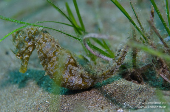 20121013 1639 - enelmar.es - caballito de mar (Hippocampus hippocampus), Muelle de El Porís de Abona, Sacha Lobenstein