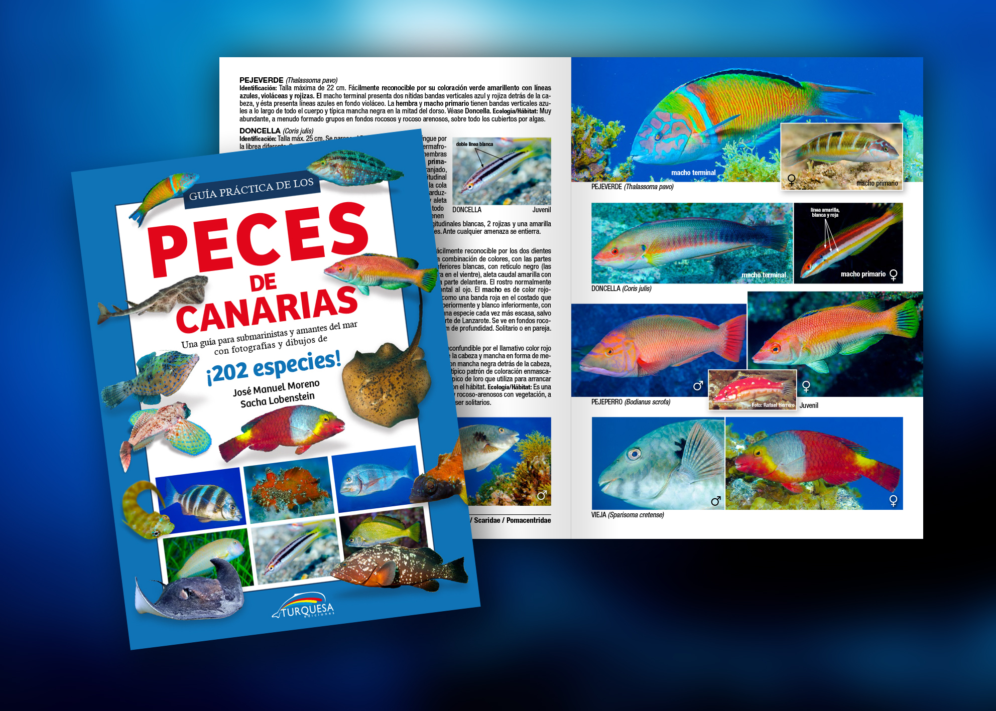 Presentamos: «Guía Práctica de los Peces de Canarias», recién salida del horno!!