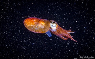 Gozada de nocturna de Radazul