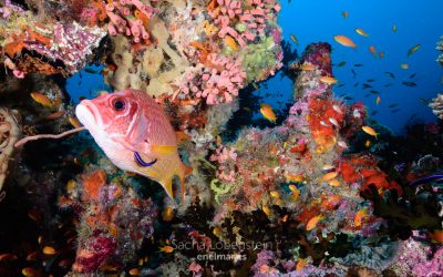 Descubriendo los colores submarinos de Maldivas